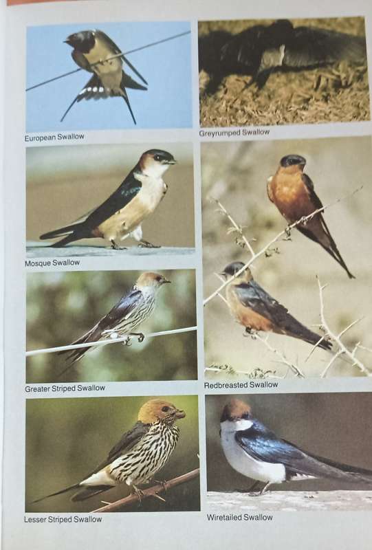Field Guide to the Birds of Southern Africa - Ian Sinclair - Softcover - 368 pages