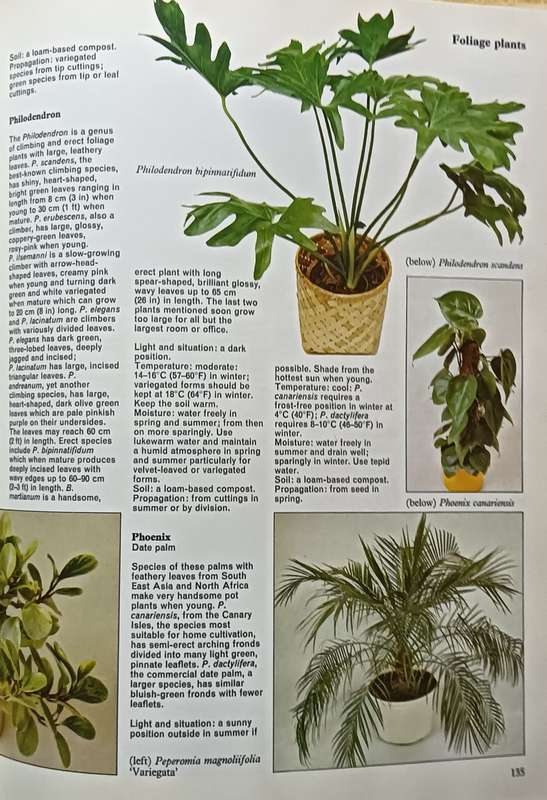 The Houseplant Book - Cynthia Wickman - Hardcover - 256 pages