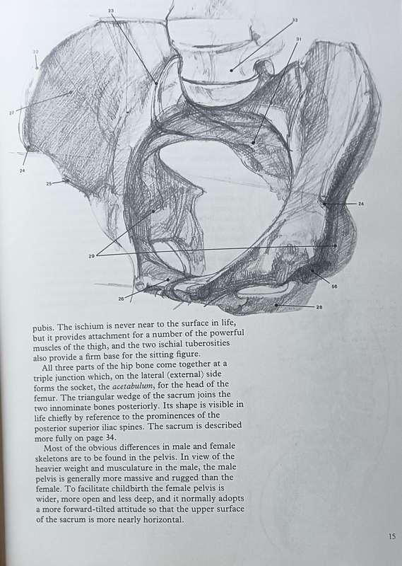 Figure Drawing And Anatomy For The Artist - John Raynes - Softcover - 256 pages