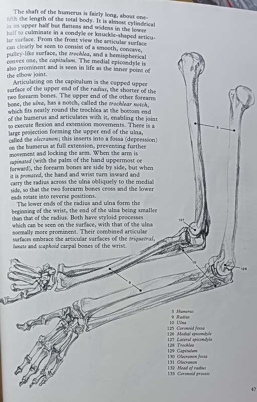 Figure Drawing And Anatomy For The Artist - John Raynes - Softcover - 256 pages