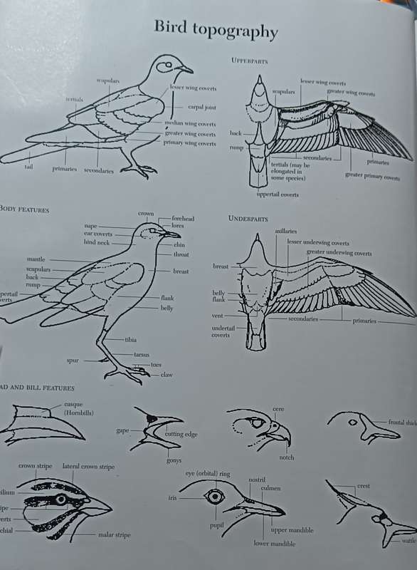 Southern African Birds - A Photographic Guide - Sinclair & Davidson - Hardcover - 304 pages