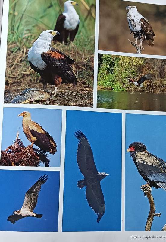 Southern African Birds - A Photographic Guide - Sinclair & Davidson - Hardcover - 304 pages