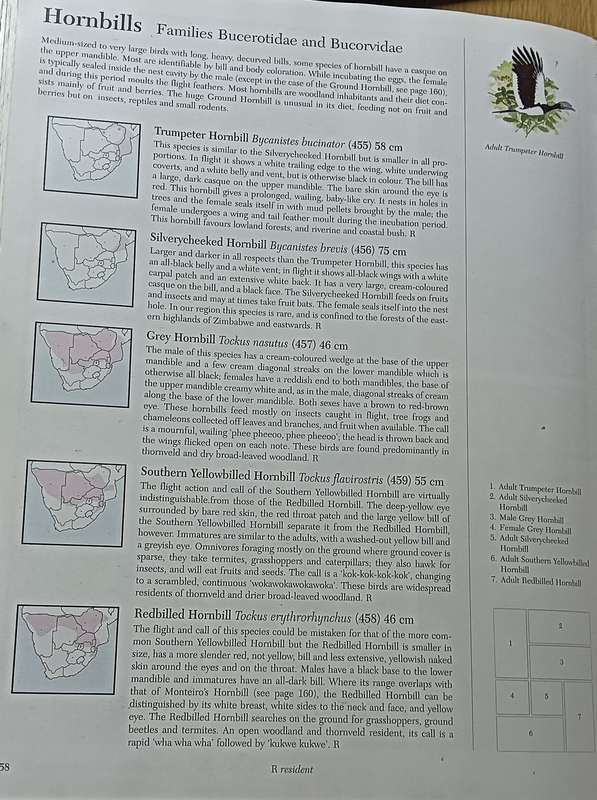 Southern African Birds - A Photographic Guide - Sinclair & Davidson - Hardcover - 304 pages