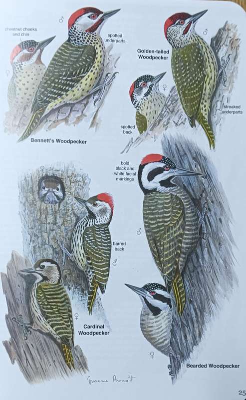 Roberts Bird Guide - Kruger Park and Lowveld - Hugh Chittenden & Ian Whyte - Softcover - 259 Pages
