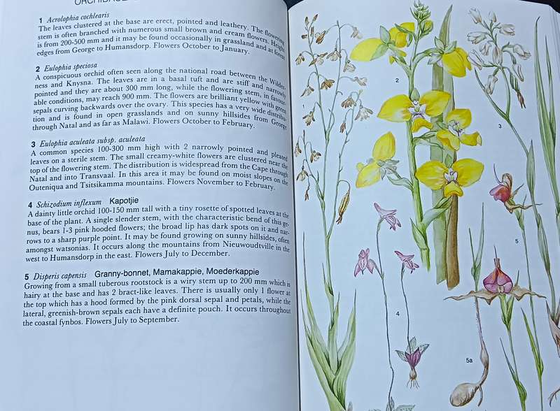 Outeniqua Tsitsikamma & Eastern Little Karoo - Audrey Moriarty - Softcover - 206 pages