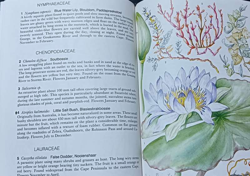 Outeniqua Tsitsikamma & Eastern Little Karoo - Audrey Moriarty - Softcover - 206 pages