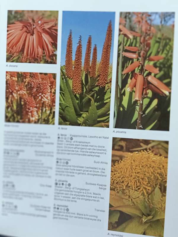 Die Suid-Afrikaanse watter Blom is Dit - Kristo Pienaar - Softcover - 368 pages
