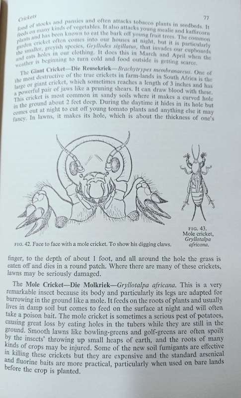 Insects in South Africa: How to Control Them - Bernard Smit - Hardcover - 399 pages