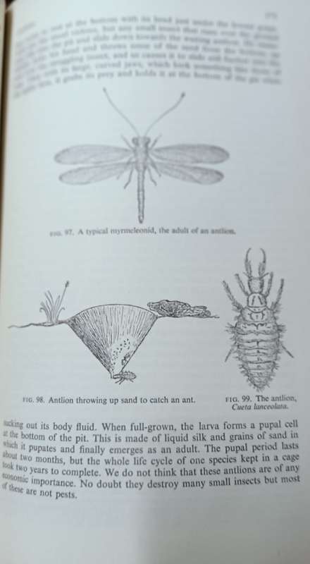 Insects in South Africa: How to Control Them - Bernard Smit - Hardcover - 399 pages