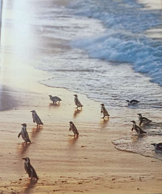 As Free as a Bird - Birds of Southern Africa - Peter Johnson - Hardcover - 208 pages