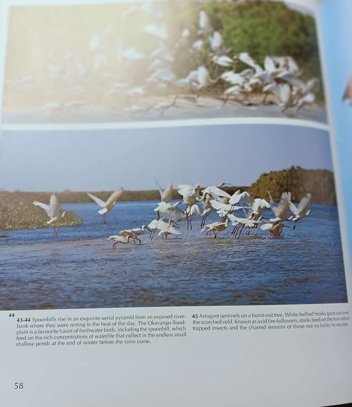 As Free as a Bird - Birds of Southern Africa - Peter Johnson - Hardcover - 208 pages