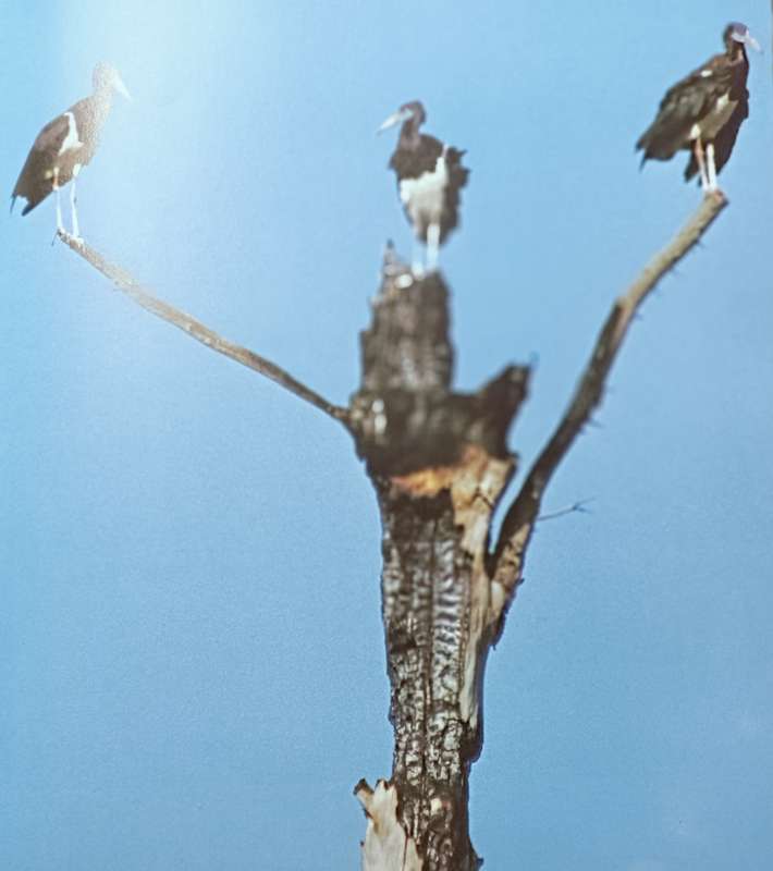 As Free as a Bird - Birds of Southern Africa - Peter Johnson - Hardcover - 208 pages