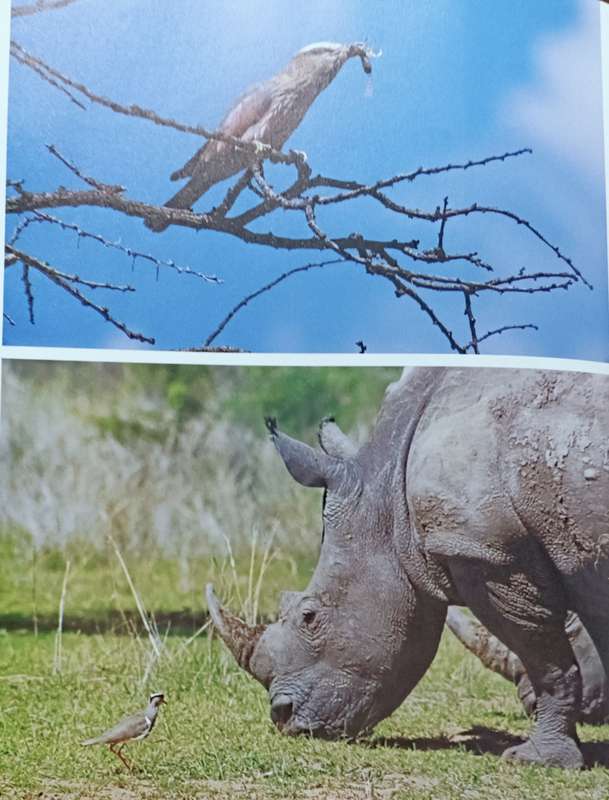 As Free as a Bird - Birds of Southern Africa - Peter Johnson - Hardcover - 208 pages