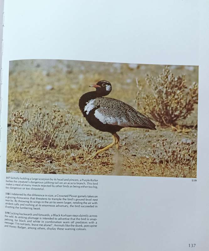 As Free as a Bird - Birds of Southern Africa - Peter Johnson - Hardcover - 208 pages