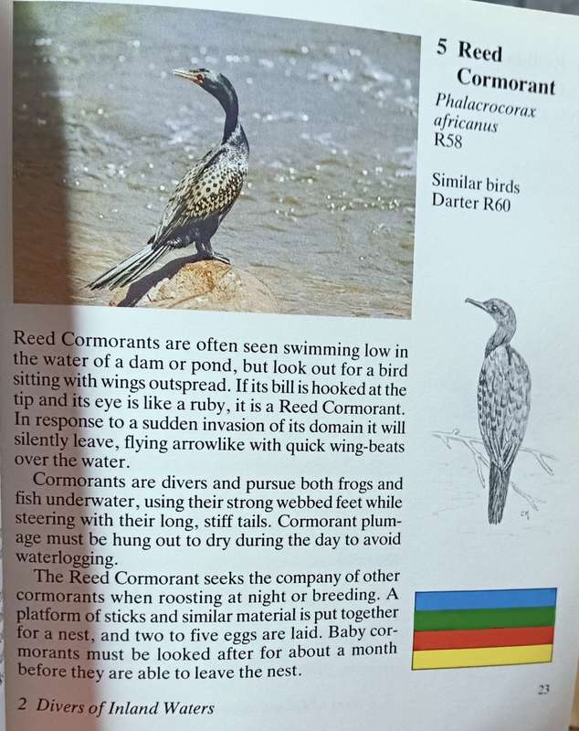 Meeting with Birds - Tom Spence - Softcover - 120 pages