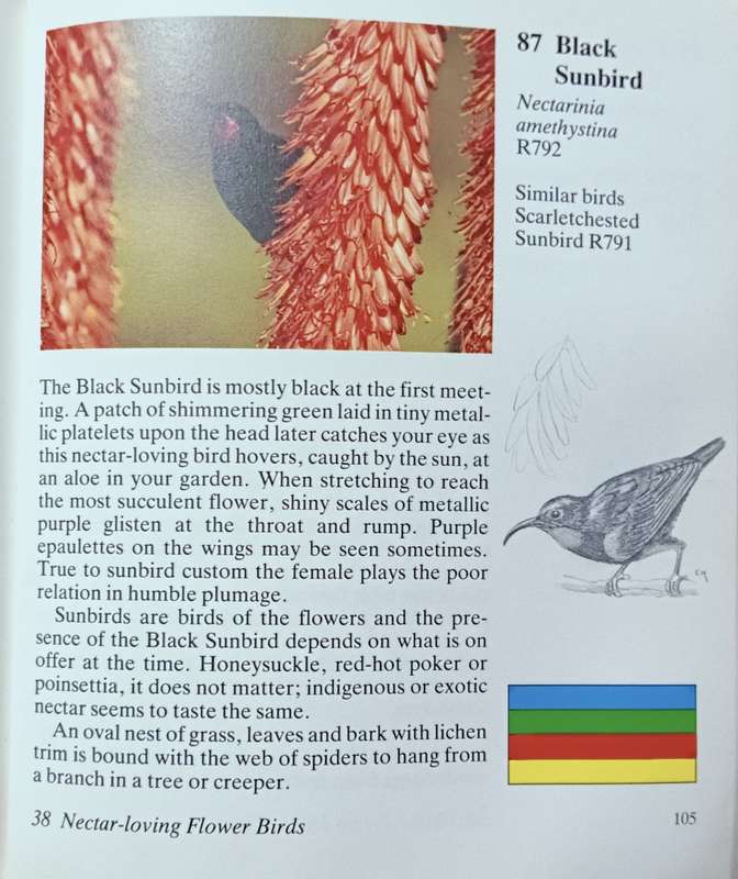 Meeting with Birds - Tom Spence - Softcover - 120 pages