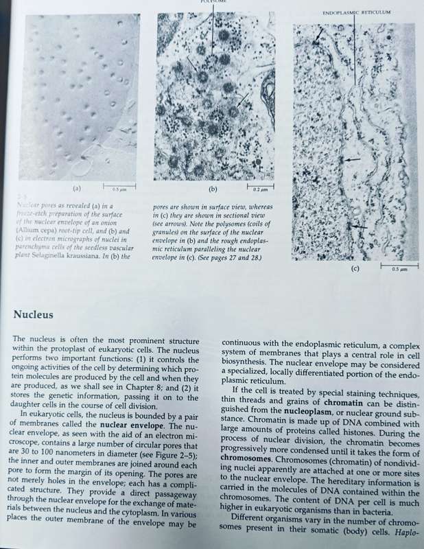 Biology of Plants - Raven, Evert & Eichhorn - 5th Edition - Hardcover - 791 pages