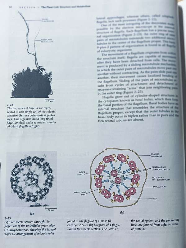 Biology of Plants - Raven, Evert & Eichhorn - 5th Edition - Hardcover - 791 pages