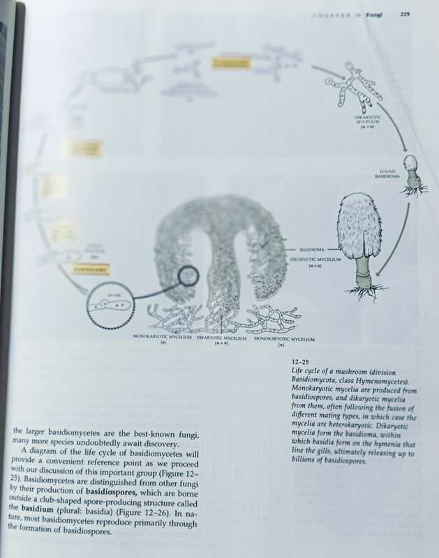 Biology of Plants - Raven, Evert & Eichhorn - 5th Edition - Hardcover - 791 pages