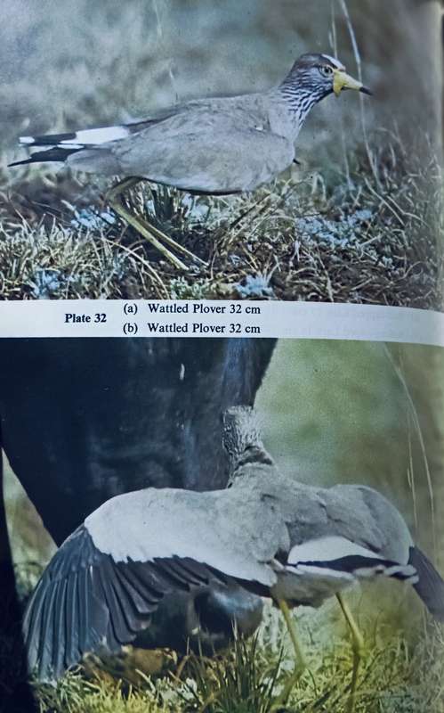 Bird Safari - Peter Ginn - Softcover - 64 pages
