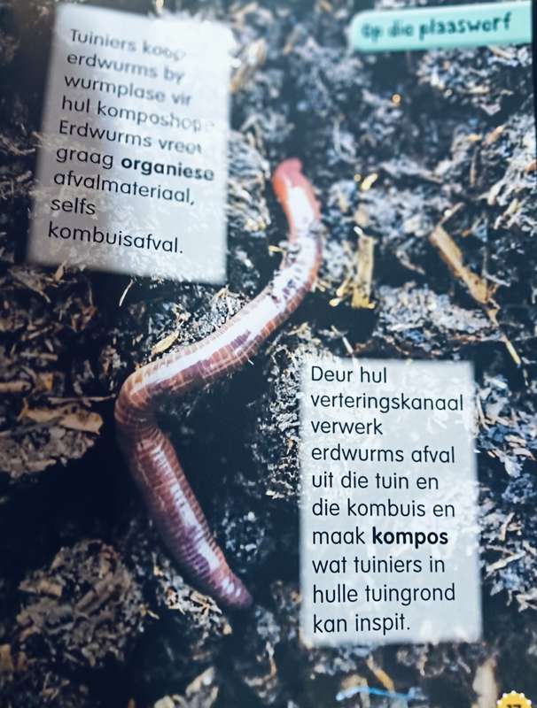 My Eerste Boek oor Plaas Diere - Softcover - 96 Pages