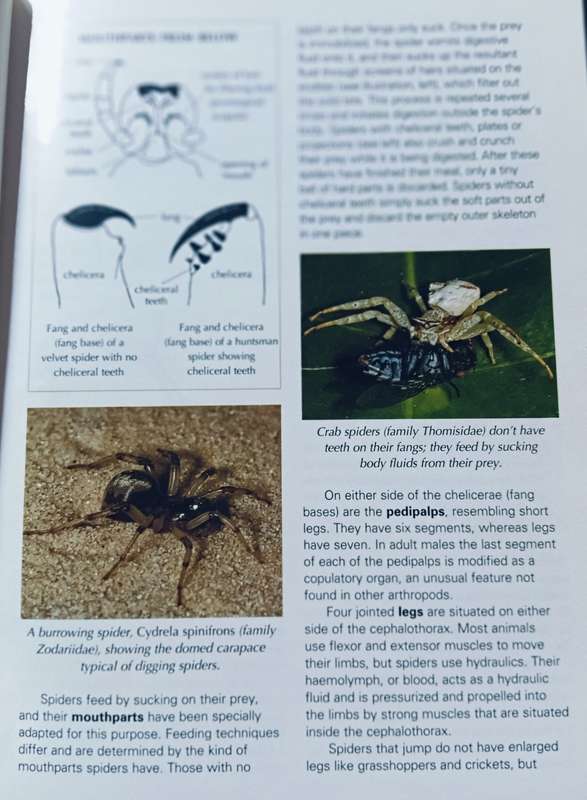 Spiders of South Africa - Astri & John Leroy - Softcover - 96 Pages