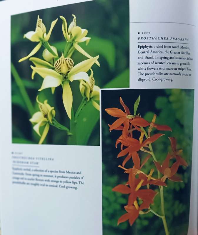 Orchids - Andrew Mikolajski - Softcover - 64 Pages