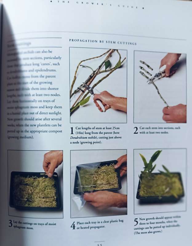 Orchids - Andrew Mikolajski - Softcover - 64 Pages