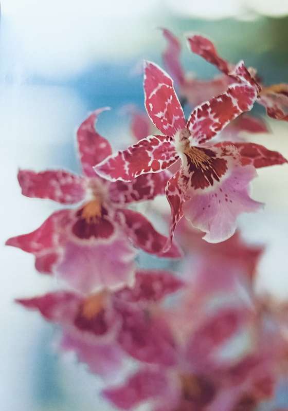 The Practical Encyclopedia of Orchids - A Guide to Orchids and their Cultiva - Softcover - 256 pages