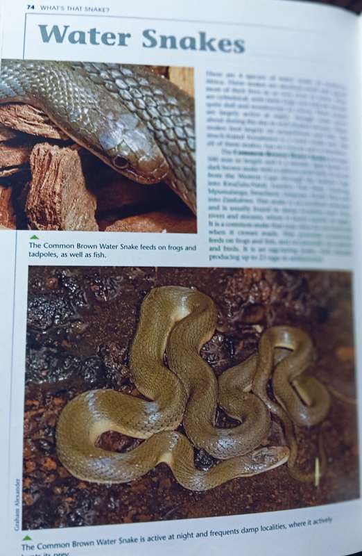 What's That Snake? - Johan Marais - Softcover - 95 pages