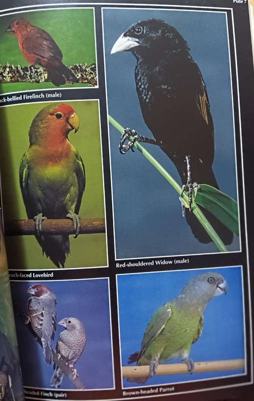African Birds in Field and Aviary a Guide to a Mixed Collection - Softcover - 262 pages