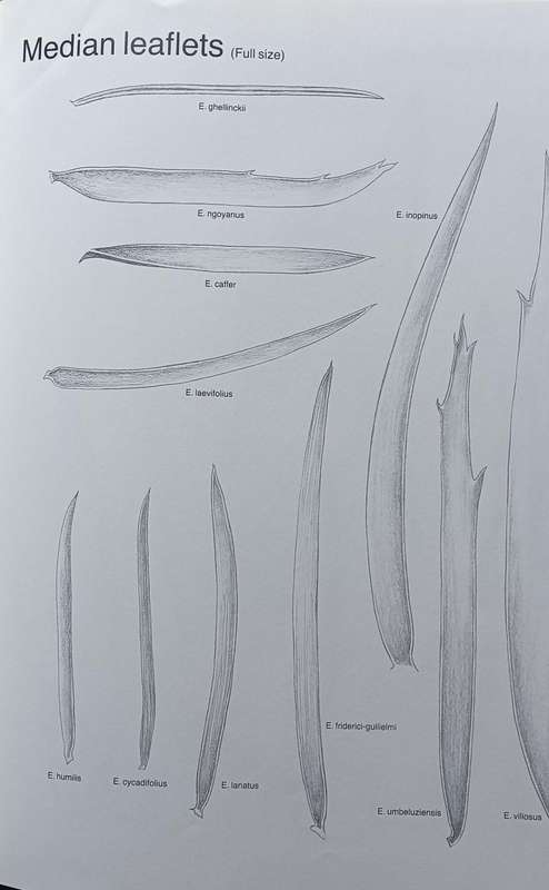Cycads of South Africa - Cynthia Giddy - Hardcover - 111 Pages