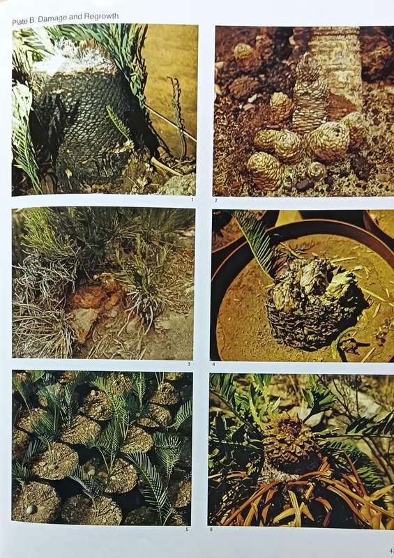 Cycads of South Africa - Cynthia Giddy - Hardcover - 111 Pages