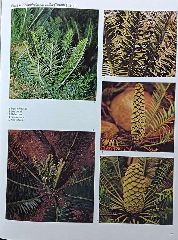 Cycads of South Africa - Cynthia Giddy - Hardcover - 111 Pages