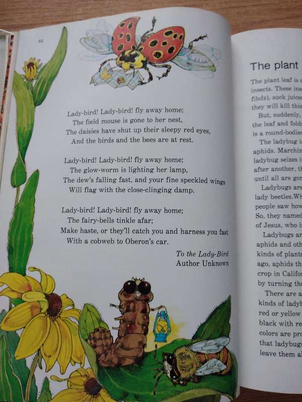 The Bug Book A Childcraft Supplement