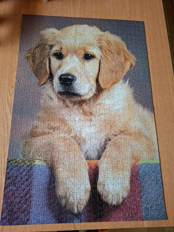 1000 Piece Puzzle Golden Retriever Puppy