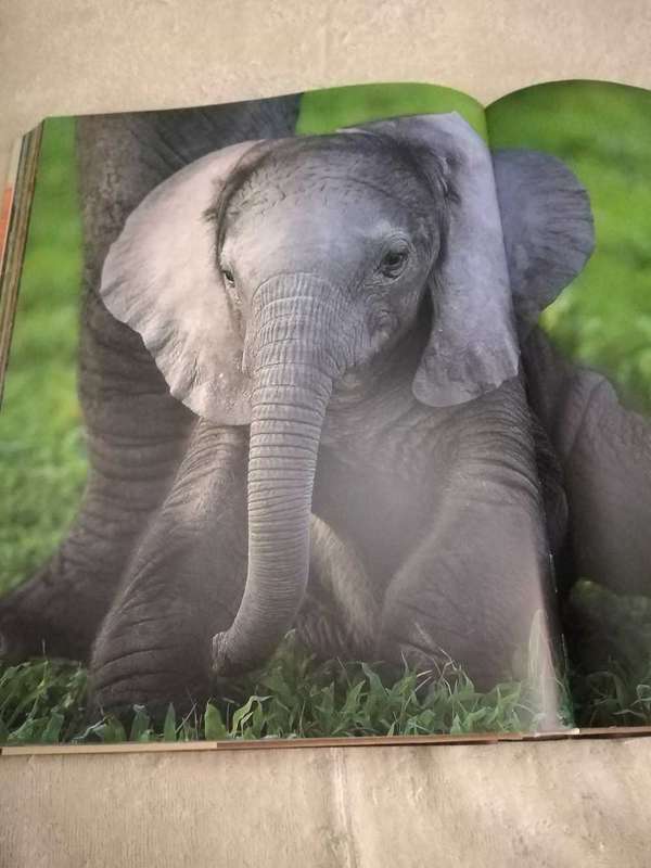 Michael Poliza Africa