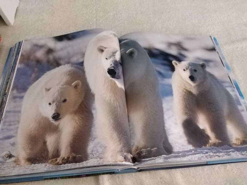 Michael Poliza Antarctic