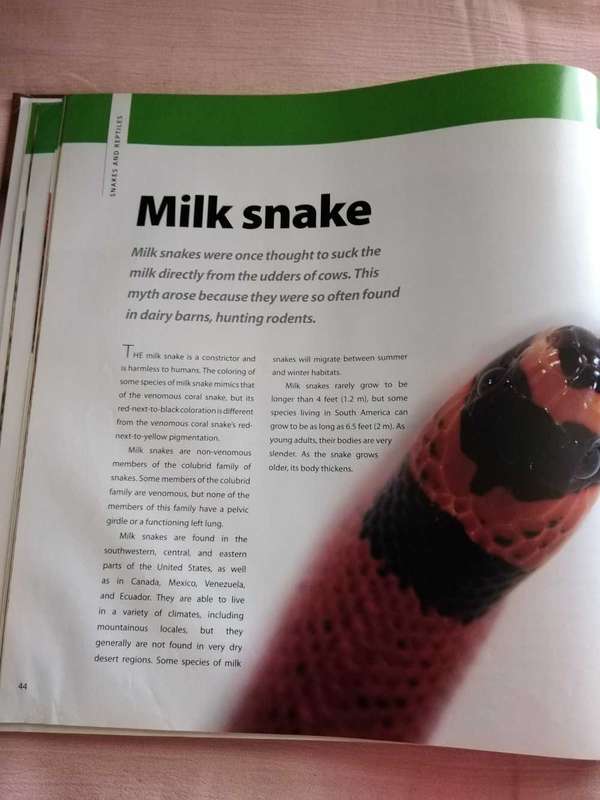 Snakes & other Reptiles Deborah M. Alexander
