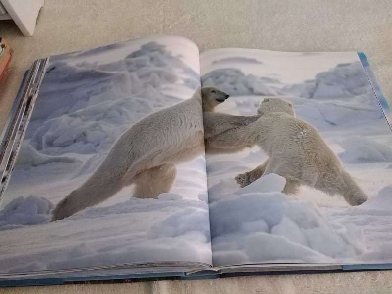 Michael Poliza Antarctic