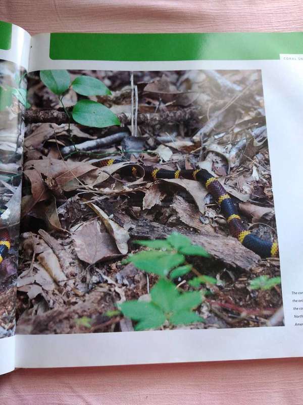 Snakes & other Reptiles Deborah M. Alexander