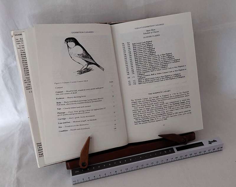 Exhibition Canaries -Joe Bracegirdle
