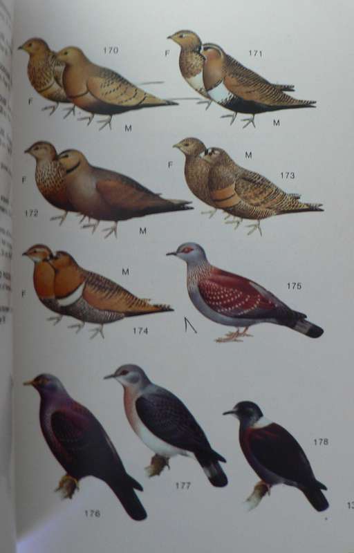 Birds of East Africa by CAW Guggisberg