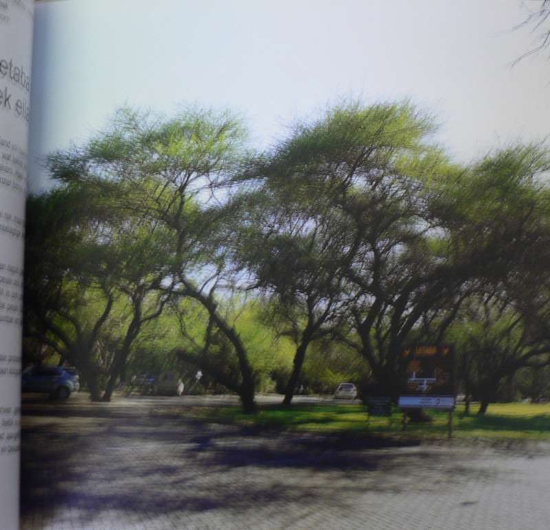 Bome van plek tot plek in die Nasionale Krugerwildtuin deur Marissa Greeff(pragtige boomboek)