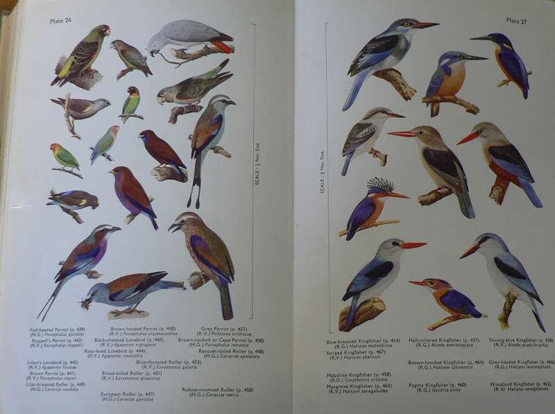 African handbook of birds, southern third of Africa by Praed and Grant(in 2 volumes)