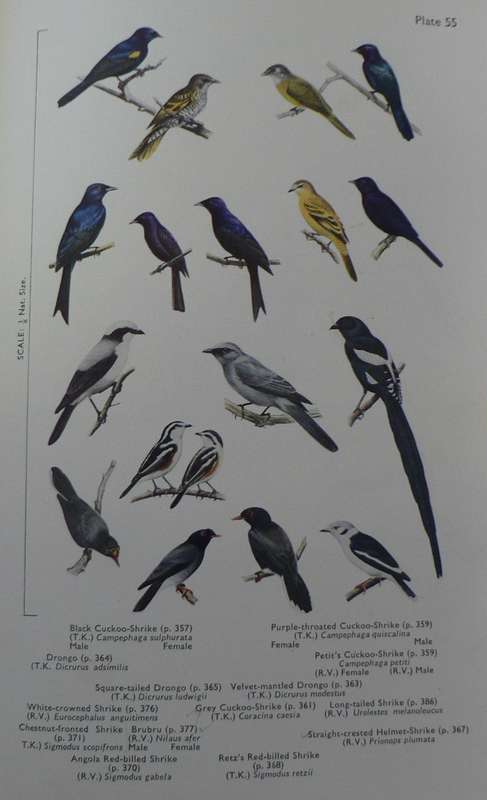 African handbook of birds, southern third of Africa by Praed and Grant(in 2 volumes)