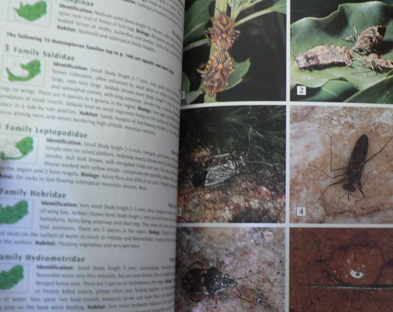 Southern African Insects and their world by Alan Weaving