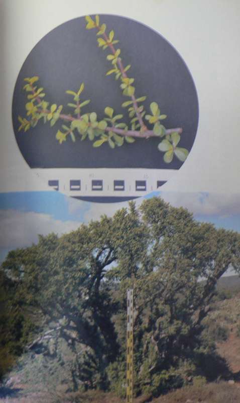2 x Eastern Cape Tree books(South African nature books/Eastern Cape)