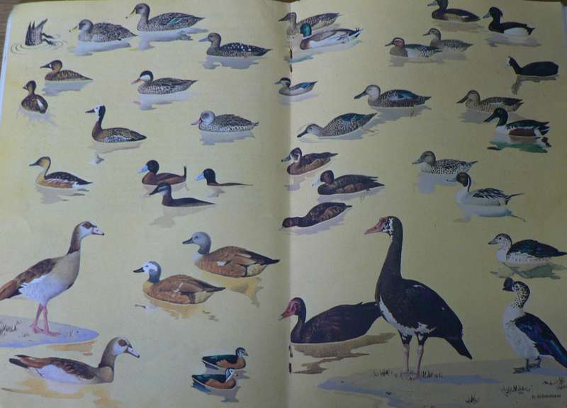 4 x books Birding lot