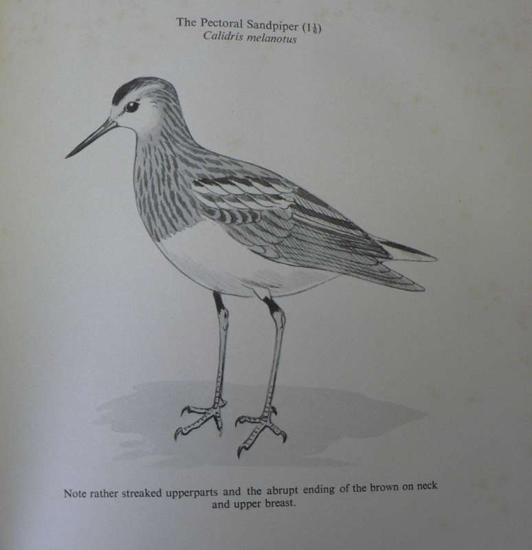 4 x books Birding lot